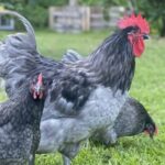 Blue Australorp Chicken Features and Prices