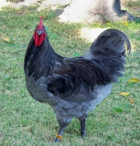 Blue Australorp Chicken Features and Prices