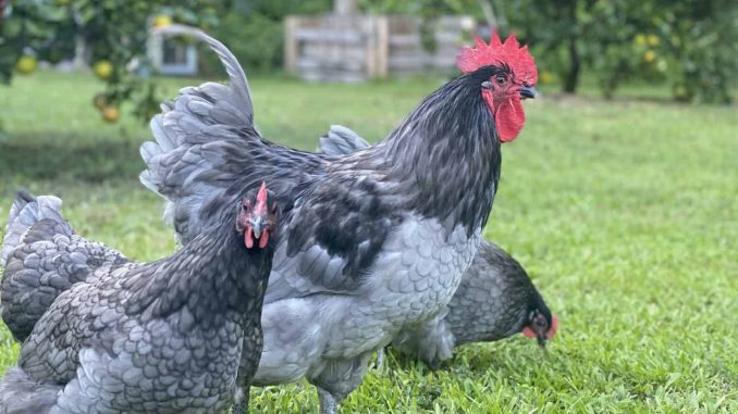 Blue Australorp Chicken Features and Prices