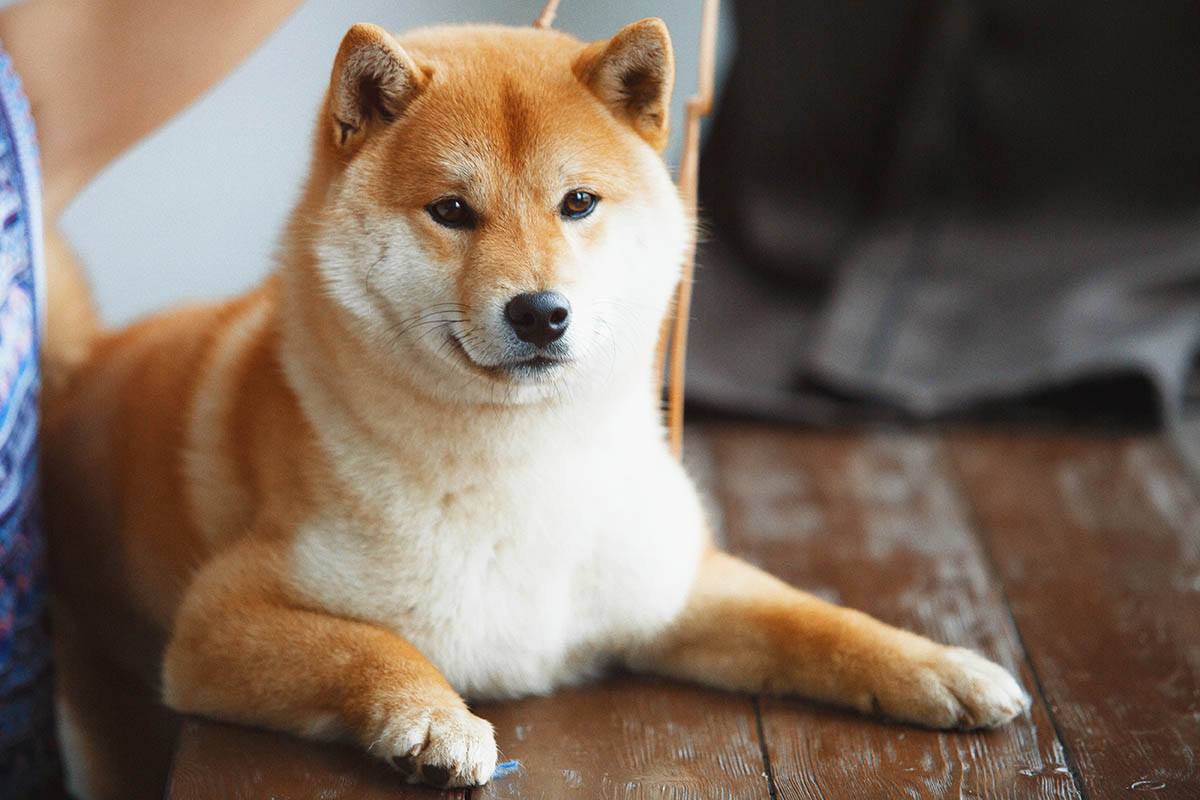 En Temiz Köpek ırkları