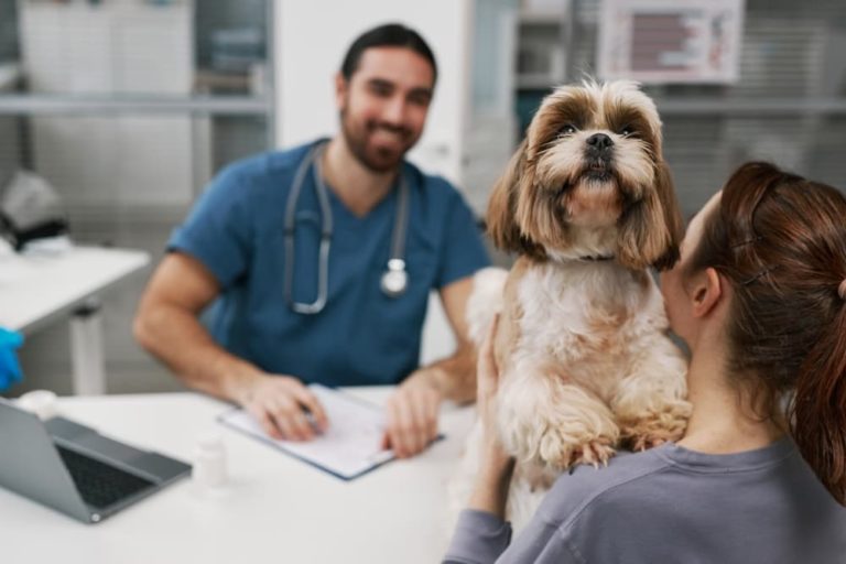 Köpeklerde İdrar Yolu Enfeksiyonu