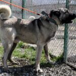 Kurtçul Kangal