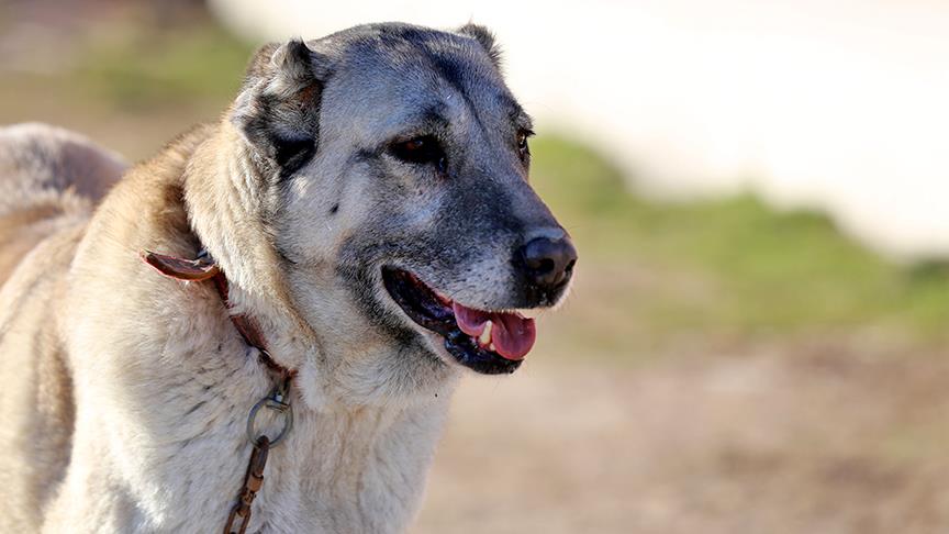 Kurtçul Kangal Özellikleri