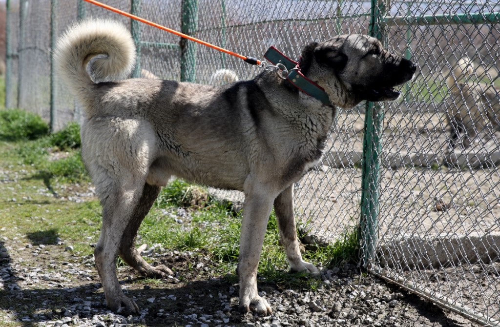 Kurtçul Kangal