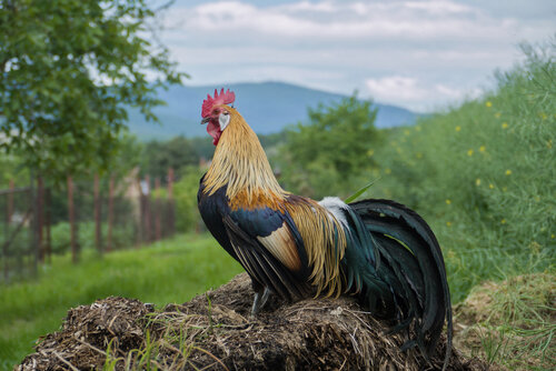 Phoenix Chicken Features and Prices