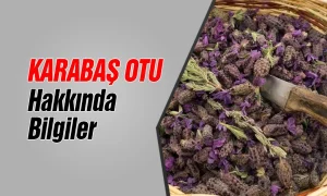 Karabaş