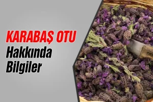 Karabaş