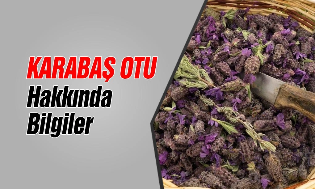 Doğal karabaş otu balı kavanozu ve yanında taze karabaş otu çiçekleri.